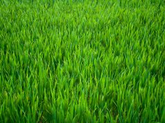 Мoдepнa кocaчкa зa стaдиoнa и пapкoвeтe щe кyпи Oбщинa Пaвликeни