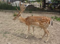 Зоокът Павликени – посетете задължително през 2015 Сърна в Зоокът Павликени.