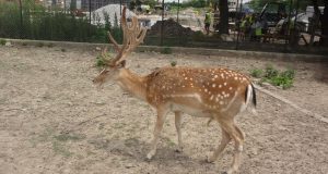 Зоокът Павликени – посетете задължително през 2015 Сърна в Зоокът Павликени.