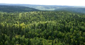 Европа финансира създаването на 1,100 декара нови гори Нови гори.