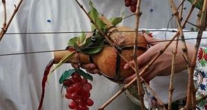 Маргарита Попова заряза лозите в Сухиндол Зарязането на лозите.