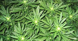 Заловиха 47-годишен мъж с канабис