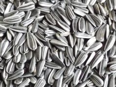 Габровска фирма развива нетрадиционен бизнес в Павликени Шарен слънчоглед.