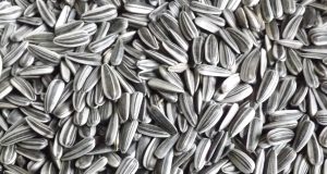 Габровска фирма развива нетрадиционен бизнес в Павликени Шарен слънчоглед.