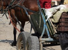 Заловиха каруца пълна с незаконно добита дървесина в Павликени