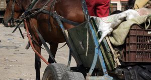 Заловиха каруца пълна с незаконно добита дървесина в Павликени