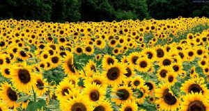 Земеделският производител Атанас Христов