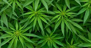 Kанабис иззет при полицейска акция в Бяла черква