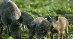 Свободна позиция за „Специалист Ловно стопанство“