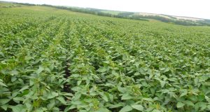 Опитната станция по соята в Павликени участва в Ден на соята