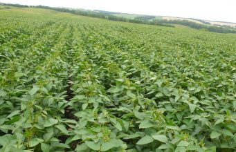 95 години Опитна станция по соята и зърнените култури – Павликени
