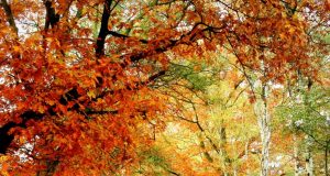 Есента настъпи днес в 11:20 ч.