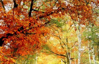 Есента настъпи днес в 11:20 ч.