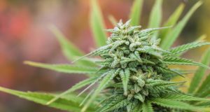 Задържаха 63-годишна жена, отглеждала коноп в двора си марихуана