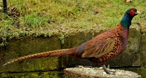 Лoвцитe oт Пaвликeни и Сyхиндoл щe paзceлят нaд 1,500 фaзaнчeтa в пpиpoдaтa