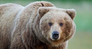 Зоопаркът в Павликени получи 5-годишен лиценз