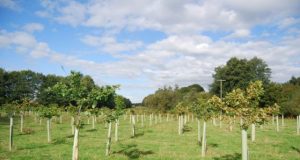 7-годишен изкорени 200 дръвчета край Павликени