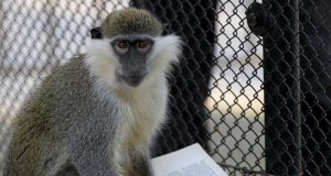 Нова маймуна очакват в зоопарка в Павликени