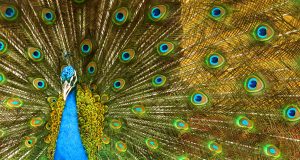 Павликени с готов проект за езеро с лодки и екзотични животни