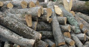 Беззаконие и произвол край Павликени дърва