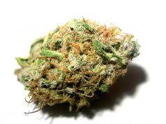 Полицаите в Павликени заловиха мъж с канабис