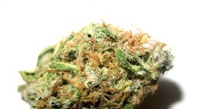 Полицаите в Павликени заловиха мъж с канабис