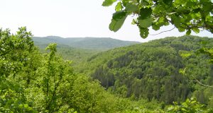 1,100 декара нови гори край Велико Търново и Павликени с пари от Европа