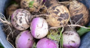 Биотор от ряпа произвеждат в Павликени