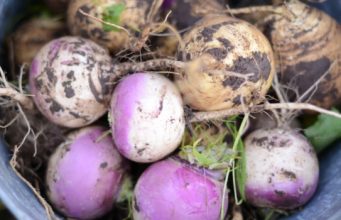 Биотор от ряпа произвеждат в Павликени