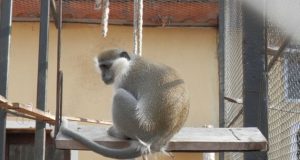 Маймунската сватба в Павликени се провали