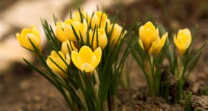 25 градуса и цъфнали минзухари в с. Дъскот