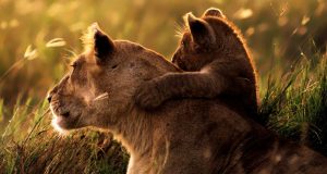 Светът отбелязва Деня на Африка