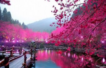 Явлението Сакура в Страната на изгряващото слънце