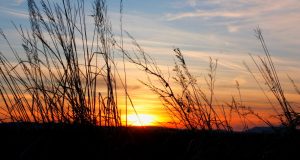 Залез над Павликени