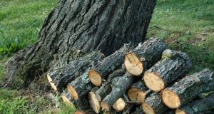 Крадец на дърва от Павликени се опита да осуети полицейска проверка дърва