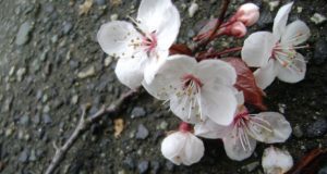 Творчеството на поета Димчо Дебелянов