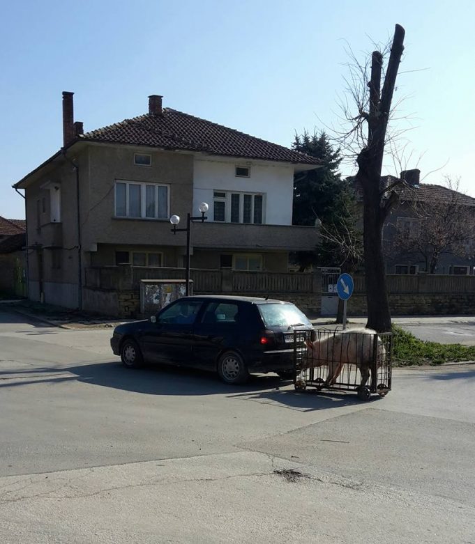 Golf „дърпа“ прасе в Павликени