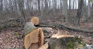 Общински съветник съобщи за незаконна сеч