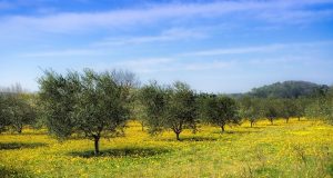 Спипаха крадци на 688 овощни дървета