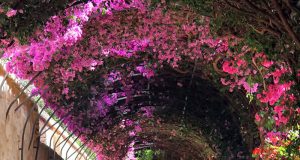 Нищонеслучващото се …