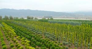 Производители на декоративна растителност от Европа ще посетят Павликени