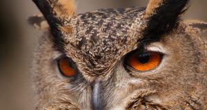 Изповедта на един свръхчовек