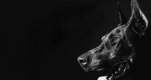 Световен ден на кучето