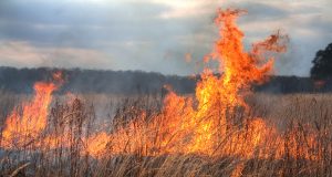 Масово палят сухи треви и стърнища и предизвикват пожари в Търновско