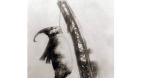 Обесването на „Смъртоносната Мери“ след убийство на дресьор в цирк