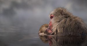 Близостта на фокус в обектива