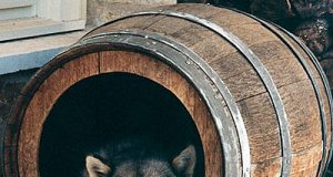 Кучето, най-добрият приятел на човека