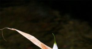 Мит като кит