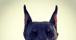 Дневна доза хумор