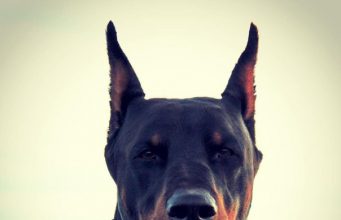 Дневна доза хумор